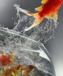 Libertad en el software